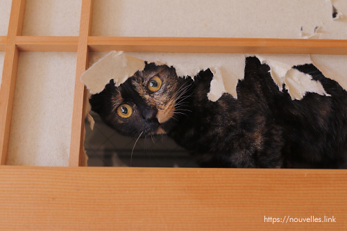 猫が隠れて出て来ない時はココを探す【いないと思ったらこんな所に 