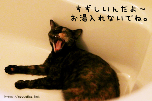浴槽にくつろぐ猫